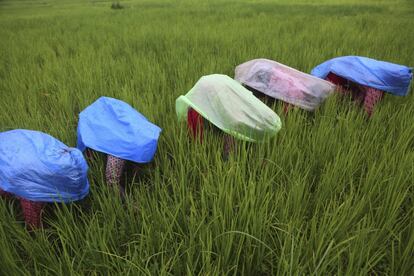 Granjeros nepaleses utilizan sábanas de plástico mientras trabajan en un campo de arroz en las afueras de Katmandú (Nepal). El valle de Katmandú, que alguna vez fue tierra fértil para la agricultura, se ha convertido en la zona metropolitana de mayor crecimiento en el sur de Asia, según el Banco Mundial. Los productos agrícolas se han vuelto escasos en el valle de Katmandú, con disponibilidad limitada de tierras agrícolas y una nueva generación en busca de empleo en la ciudad.