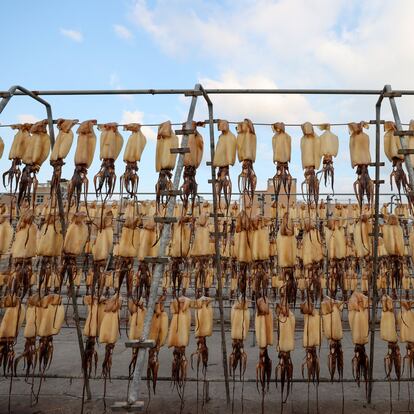 ZHOUSHAN, CHINA - NOVEMBER 5, 2022 - A worker collects dried squid at a seafood food processing factory in Zhoushan city, East China's Zhejiang province, Nov. 5, 2022. (Photo credit should read CFOTO/Future Publishing via Getty Images)