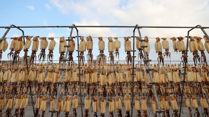 Imagen de una fábrica de procesamiento de calamares en el Este de China.
