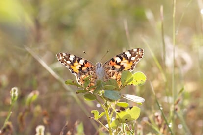 Ejemplar de 'Vanessa cardui'.