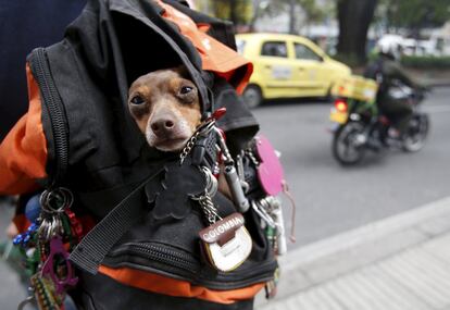 A dog is seen inside a bag pack in Bogota, Colombia, February 4, 2016. Picture taken February 4, 2016. REUTERS/John Vizcaino