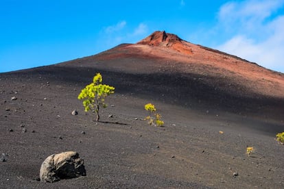 Campos de lava y sedimentos. Y unas fantásticas vistas al Teide, el Valle de la Orotava, Izaña y el Circo de las Cañadas. Recorrer el sendero Arenas Negras, en el parque nacional del Teide (Tenerife), es sumergirse en un paisaje volcánico mágico de terrenos de piedra pómez y laderas de lapilli. La ruta comienza en el centro de visitantes de El Portillo, asciende bordeando la Montaña del Cerrillar para descender por el Volcán de las Arenas Negras.