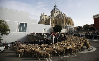 Las ovejas han tomado el corazón de Madrid este domingo para celebrar los 600 años de la trashumancia con un recorrido desde la Casa de Campo hasta Cibeles. En la imagen, el rebaño en la Cuesta de la Vega junto a la Catedral de la Almudena.