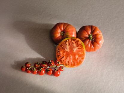 EL TOMATE. Planta originaria de América, domesticada por los aztecas, es una de las grandes aportaciones a la gastronomía mundial. Llegó a Europa a mediados del siglo XVI como un producto curioso debido a su vistoso color… amarillo. Los italianos fueron los que le pusieron el nombre de pomodoro (manzana de oro) y empezaron a consumirlo con aceite, sal y pimienta, como describe en su herbario Petrus Matthiolus en 1544. En los cinco siglos que llevamos comiéndolo en Europa hemos tenido tiempo de hacer un centenar de variedades. España es el noveno productor del mundo, siendo célebre su calidad. Entre sus muchas variedades locales, destacan los tomates raf (resistentes al hongo Fusarium), que se desarrollaron en La Cañada (Almería), el rosa de Somontano o el del Perelló (Valencia).