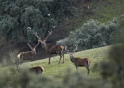 Ciervos en la Finca del Navazo, en Jaén.