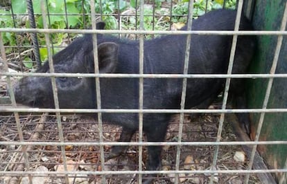 &#039;Cerdol&iacute;&#039; capturado por cazadores de la Asociaci&oacute;n de Cazadores de Ceuta.