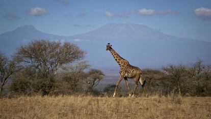 Uma girafa caminha no parque nacional de Amboseli, no Quênia.
