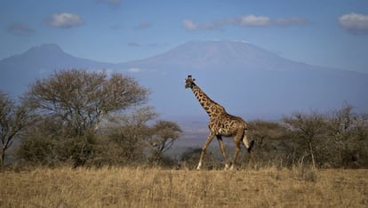 Uma girafa caminha no parque nacional de Amboseli, no Quênia.