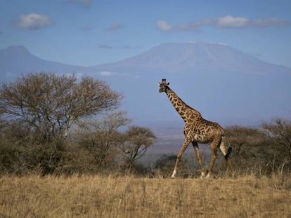 Uma girafa caminha no parque nacional de Amboseli, no Quênia.