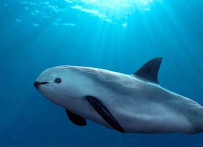 La vaquita marina ('Phocoena sinus') es la marsopa más pequeña que existe y es endémica del Alto golfo de California en México. Su principal amenaza es la captura incidental en redes agalleras, donde queda atrapada y se ahoga. La mayoría de estas mallas son empleadas ilegalmente para pescar camarón y totoaba. La IUCN la clasifica como una especie en peligro crítico de extinción y el Comité Internacional para la Recuperación de la Vaquita Marina alertó en un informe publicado el pasado febrero que de los 60 cetáceos que había el año pasado ahora solo quedan la mitad.