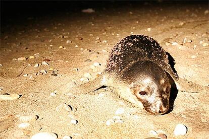 Una cría de foca que fue hallada en la playa de Torregarcía (Almería) la pasada semana.