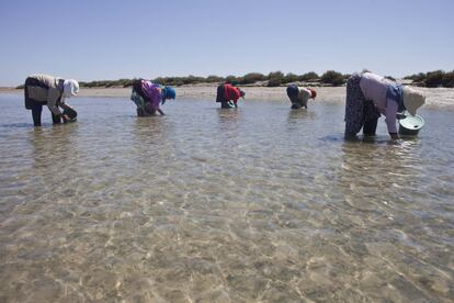 La ONG Marine Stewardship Council (MSC), que certifica con un sello las prácticas de pesca sostenible, insta al sector y a los consumidores a que soliciten estándares de calidad. "La pesca sostenible implica dejar suficientes peces en el mar, respetar los hábitats de las especies y garantizar así que las personas que dependen de la pesca puedan mantener su medio de vida en el futuro", indica la entidad, que detalla que de los 1.119 millones de kilos de pescado y marisco que se consumieron en España en 2017, menos del 1% contaba con la certificación azul de pescado sostenible que gestiona la entidad. Un informe reciente de la FAO revela que 5,8 millones de pescadores en el mundo viven con menos de un dólar al día, por lo que viven en la llamada pobreza extrema. En la imagen, una mujer recoge almejas en Puerto Zabbusa, en el Golfo de Gabés, en Túnez.