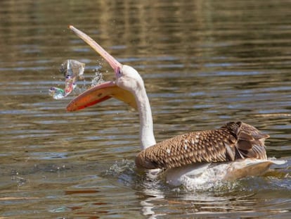 Millones de animales mueren al a&ntilde;o por consumir pl&aacute;sticos