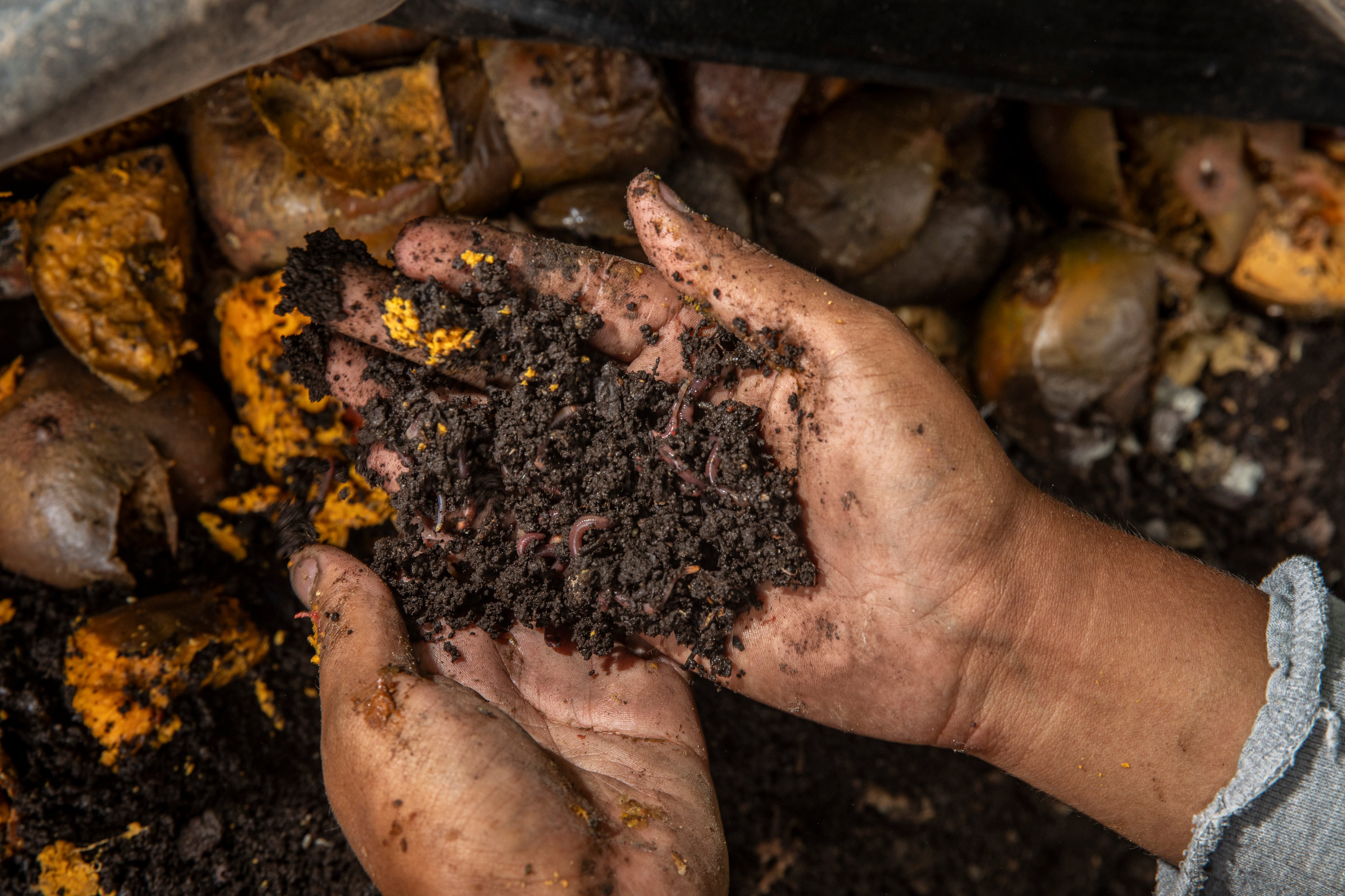 La lombriz de tierra airea el suelo, mejora su estructura y produce un fertilizante natural de extraordinaria calidad. 
