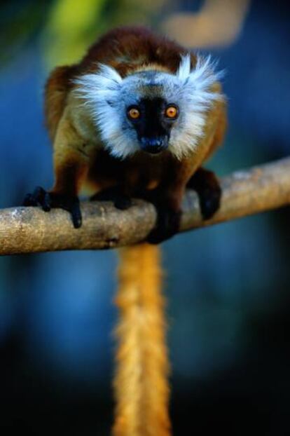 Un lémur negro ('Eulemur macaco'), una de las especies de este primate que habitan en Madagascar.