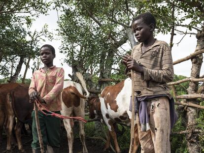 Los niños pastores de Mozambique
