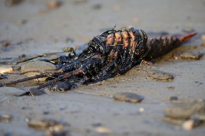 Una langosta cubierta de petróleo en la playa de Refugio, en Santa Bárbara.