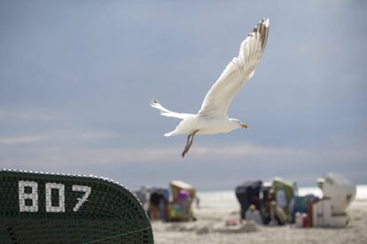 Una gaviota alza el vuelo desde una tumbona en la playa de Norddorf, Alemania.