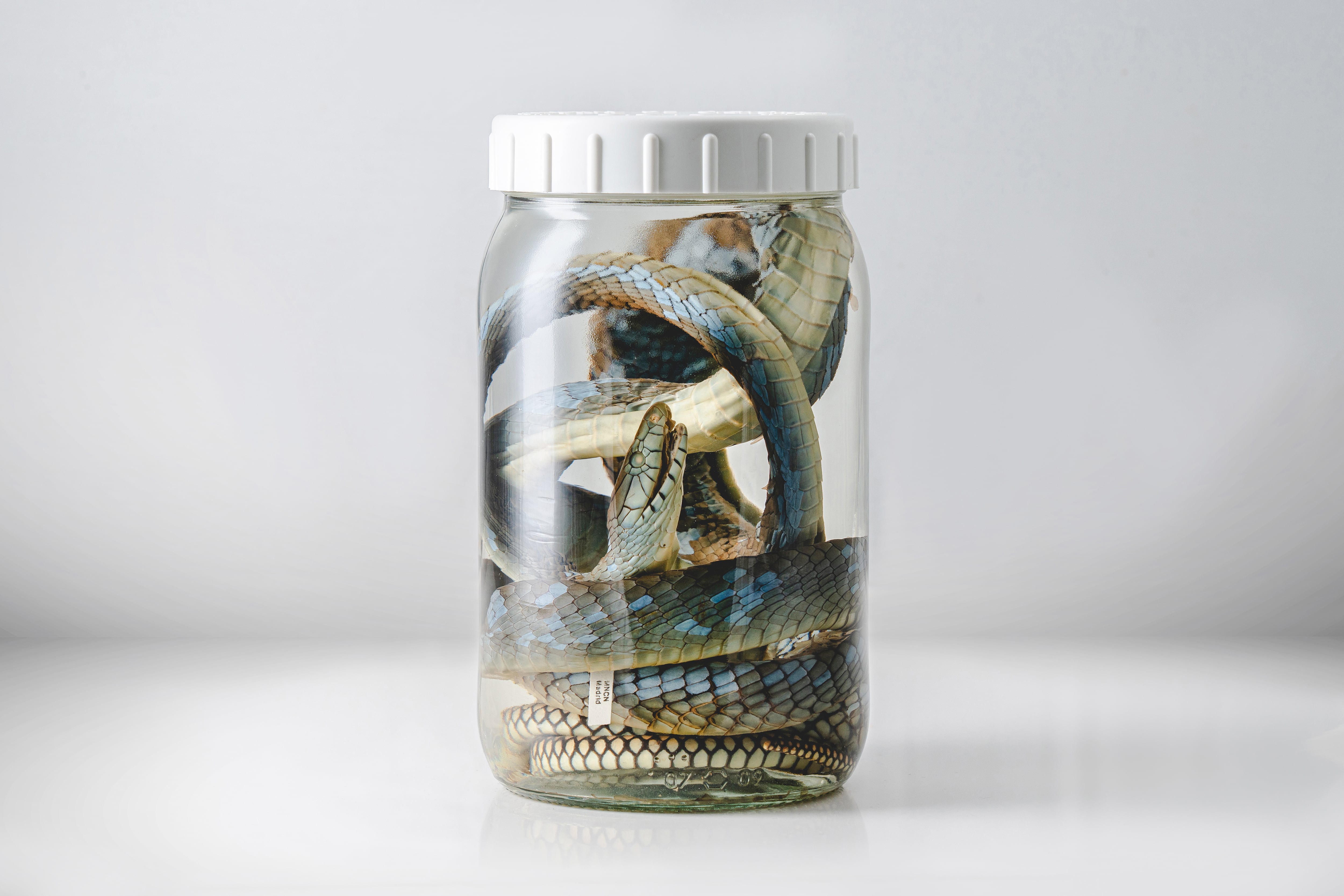 Cuando la serpiente muerde y la pobreza mata