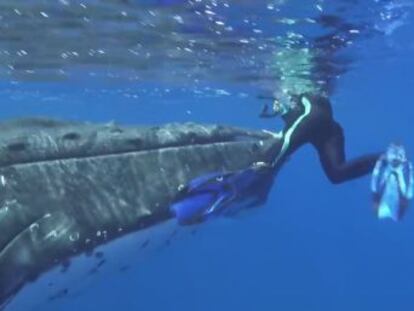 El animal empujó durante varios minutos a la mujer para alejarla del tiburón