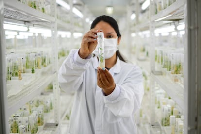 Una científica con un ejemplar de cassava en el banco de 'Semillas del Futuro' en Pamira (Colombia).