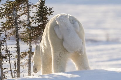 Pegando uma carona. Um urso polar tenta subir na parte traseira da mãe no Parque Nacional de Wapusk, em Manitoba (Canadá). A imagem é da canadense Daisy Gilardini.