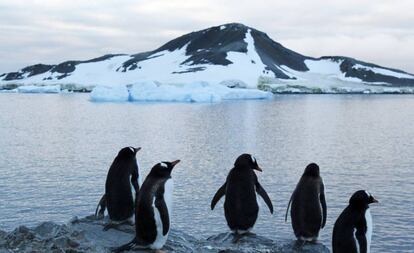 Pinguins em uma área da Antártida