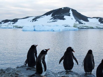 Pinguins em uma área da Antártida