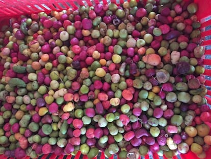 Ollucos peruanos de diversos colores.