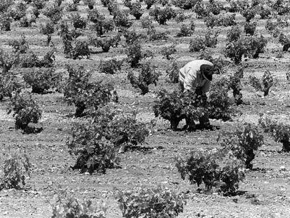 Campos de maíz y viñedos en Alcázar de San Juan (Ciudad Real).