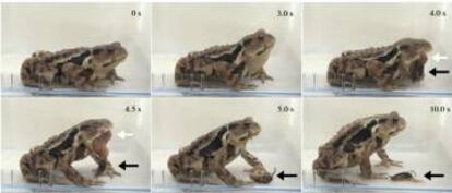 Secuencia del experimento en la que un sapo regurgita un escarabajo bombardero.