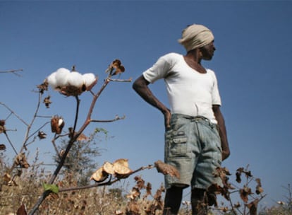India prepara una segunda <i>revolución verde,</i> pero el algodón transgénico no ha tenido el éxito  que se esperaba.