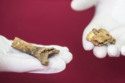 Trossos de l'húmer i la mandíbula de neandertal trobats a la cova del Gegant de Sitges.