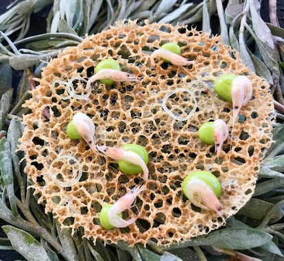 TORTILLITA DE CAMARONES DE APONIENTE / CAPEL