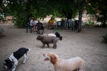 Vecinas junto a sus perros en el descampado del distrito de San Blas (este de Madrid) donde la Comunidad promete construir un centro de salud, este martes por la tarde.