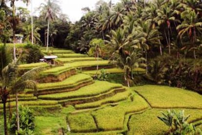 Plantaciones de arroz en Ubud, en el interior de Bali.