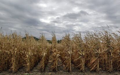 Un campo asolado por la sequía en Iowa (EE UU).