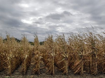 Un campo asolado por la sequía en Iowa (EE UU).