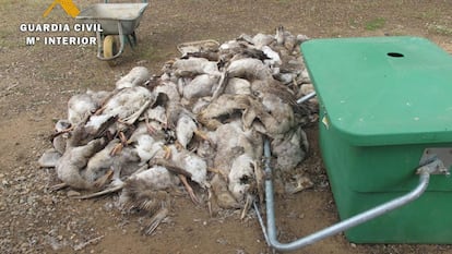 Ocas muertas en la explotación ecológica de Fuente Obejuna, en una imagen difundida por la Guardia Civil.