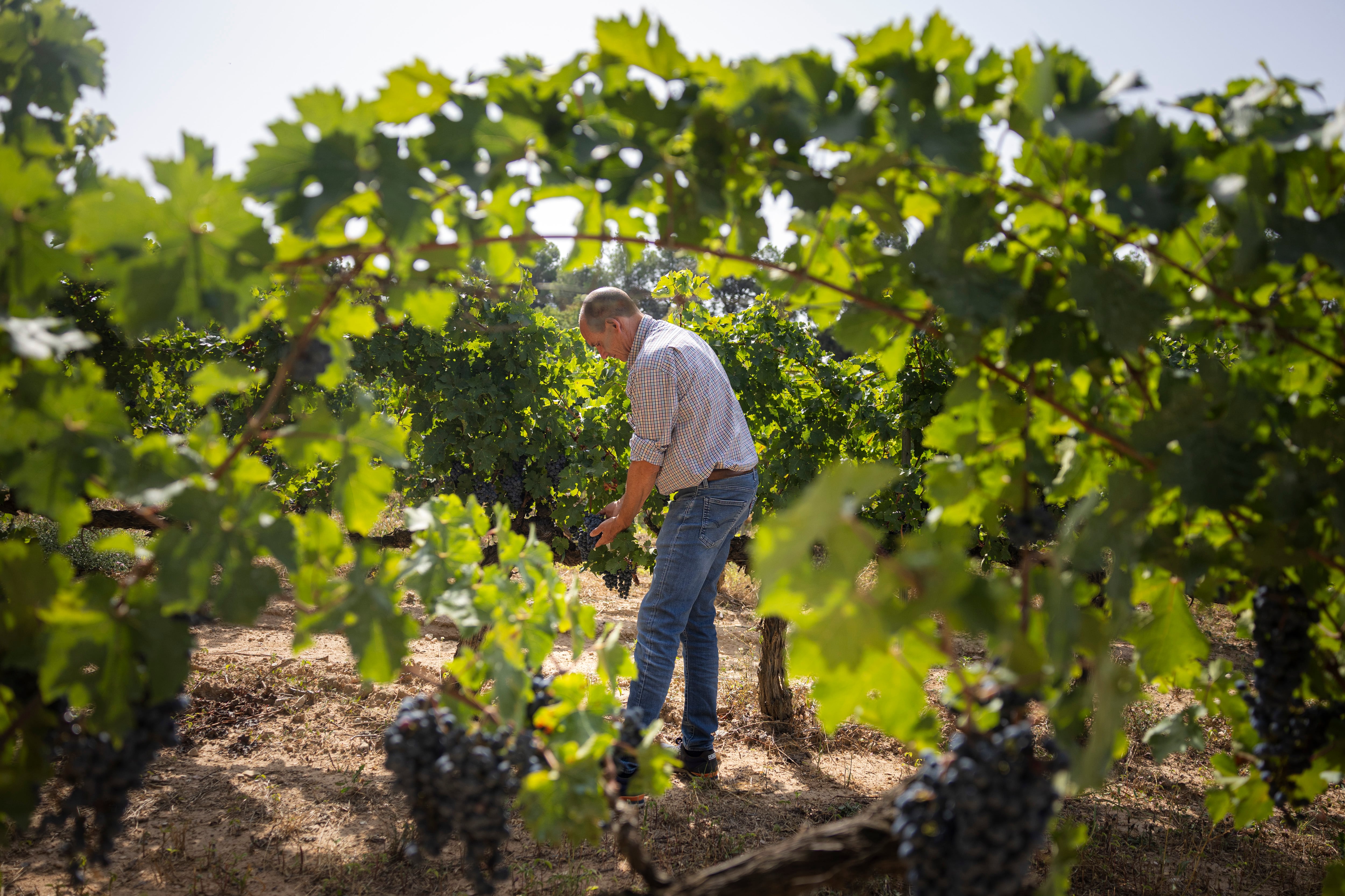 Xavier Sort, director de sostenibilidad de las bodegas Familia Torres, en uno de los viñedos en Vilafranca del Penedès, en Barcelona.