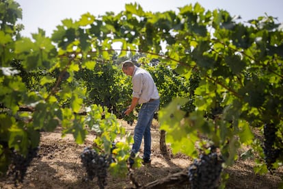 Xavier Sort, director de sostenibilidad de las bodegas Familia Torres, en uno de los viñedos en Vilafranca del Penedès, en Barcelona.
