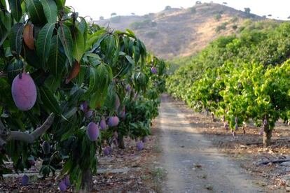 Mangos en La Axarquía