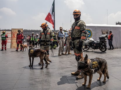 Perros de búsqueda y rescate durante el simulacro nacional 2024 en el Zócalo de la Ciudad de México.