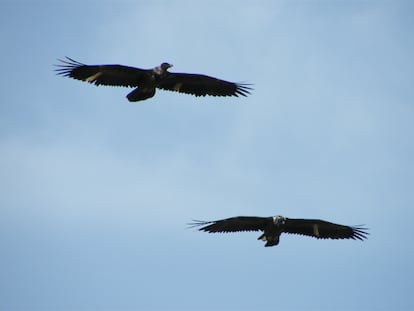 Dos quebrantahuesos vuelan sobre el parque de Cazorla.