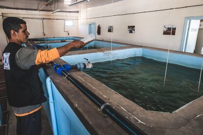 Uno de los técnicos de la piscifactoría alimenta a los peces. Estos comen maíz, soja o harina de pescado. El equipo de biólogas fija el tipo y cantidad de comida que hay que darles en función de su peso y edad, para velar por su óptimo crecimiento.