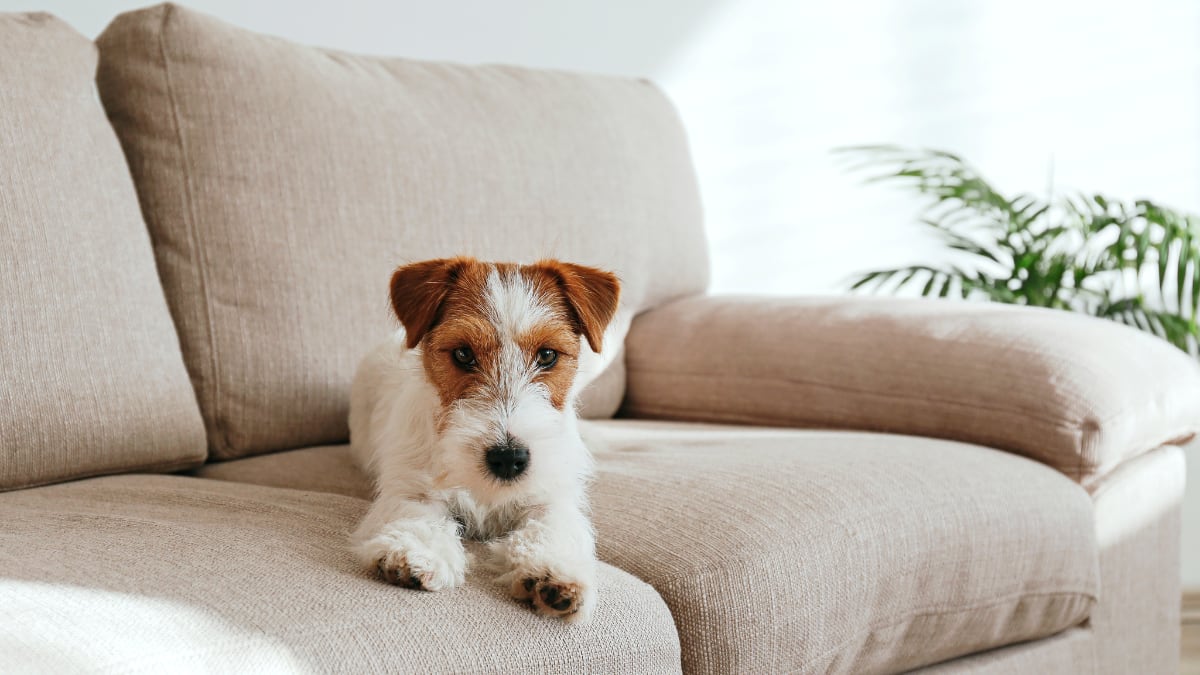 Antideslizantes, impermeables y lavables: las mejores fundas para proteger tu sofá de manchas, roce o pelos de mascota