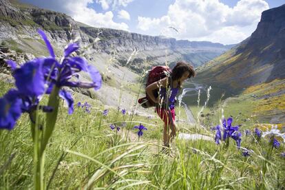 Lirios en el parque nacional de Ordesa y Monte Perdido, en el Pirineo de Huesca.