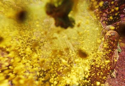 Lanzar agua coloreada también es algo muy habitual en esta fiesta en la que reina la locura y el desenfreno. En la imagen, una viuda embadurnada con polvos de colores durante la celebración del festival Holi en la ciudad de Vrindava al norte del estado de Uttar Pradesh (India), el 27 de febrero de 2018.