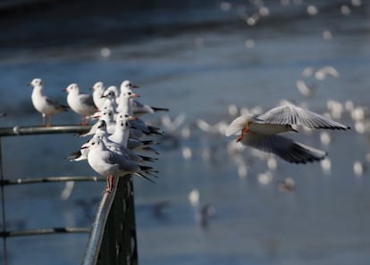 Un conjunto de gaviotas reidoras toman el sol en la barandilla de la presa nº 7. Escucharlas también es un espectáculo, ya que presentan un registro de voces muy variado. Emiten desde melodias de llamadas ("kraa") hasta estridentes gritos de alarma ("kek"). Los reclamos en invierno son más altos y claros, diferentes a los realizados durante la época de cría.