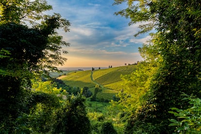 'Ventana en el Viñedo'. Esta imagen, tomada en julio de 2024, captura un viñedo en Oltrepò Pavese, en la región de Lombardía, Italia. 